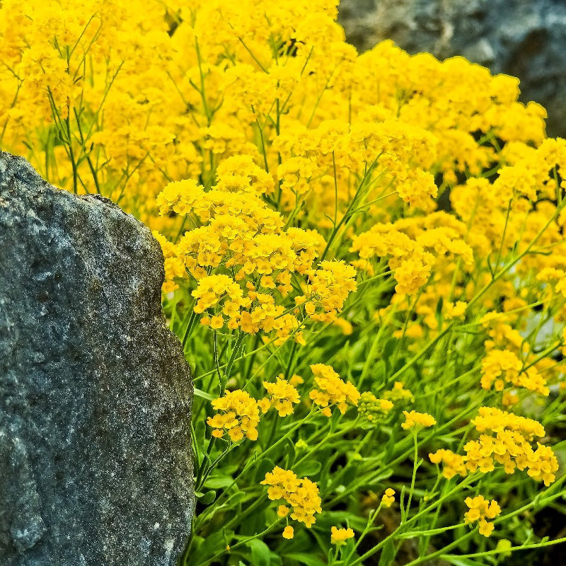 gold alyssum - Gardening Plants And Flowers