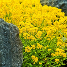 Load image into Gallery viewer, yellow alyssum - Gardening Plants And Flowers