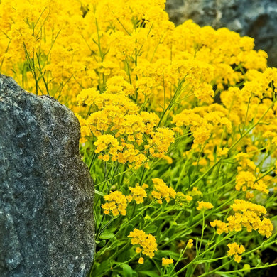 yellow alyssum - Gardening Plants And Flowers