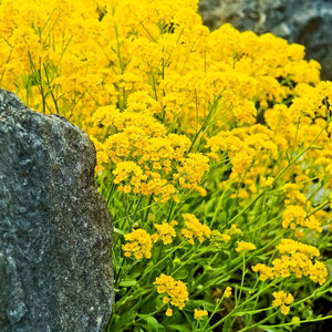 yellow alyssum - Gardening Plants And Flowers
