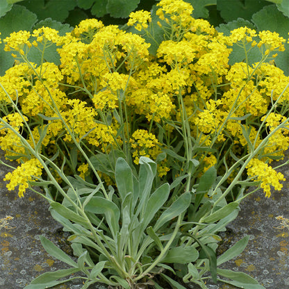 yellow alyssum - Gardening Plants And Flowers