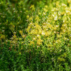 Goldmoss stonecrop - Gardening Plants And Flowers