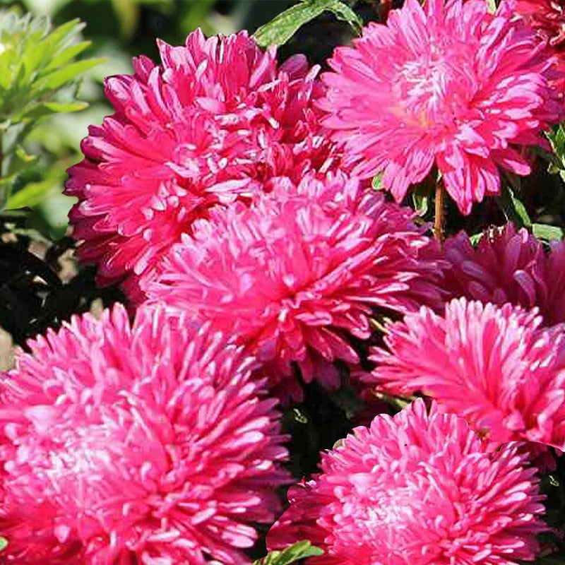 pink asters - Gardening Plants And Flowers