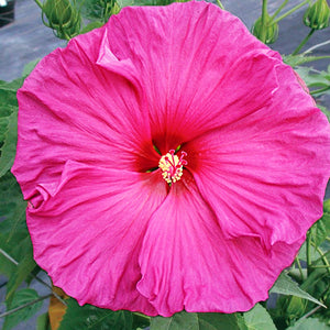 hibiscus luna rose - Gardening Plants And Flowers