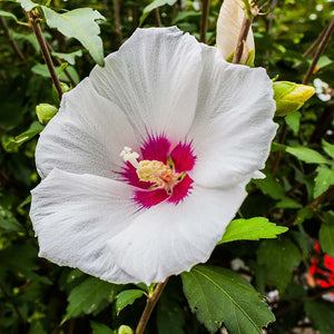 hibiscus luna white - Gardening Plants And Flowers