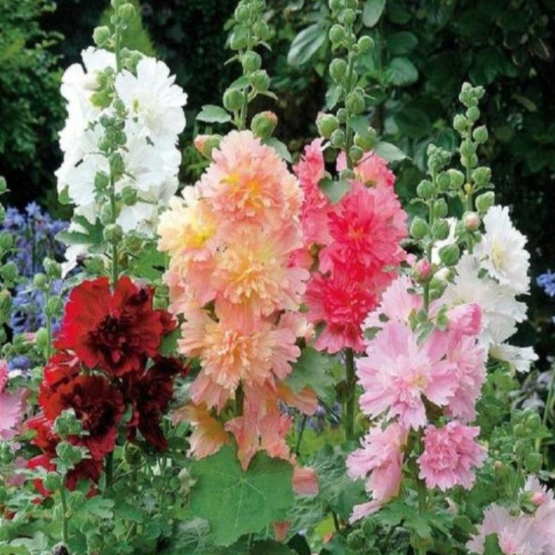 Hollyhock seeds - Gardening Plants And Flowers