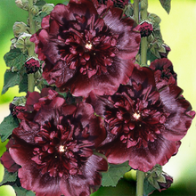 Load image into Gallery viewer, Hollyhock Maroon - Gardening Plants And Flowers