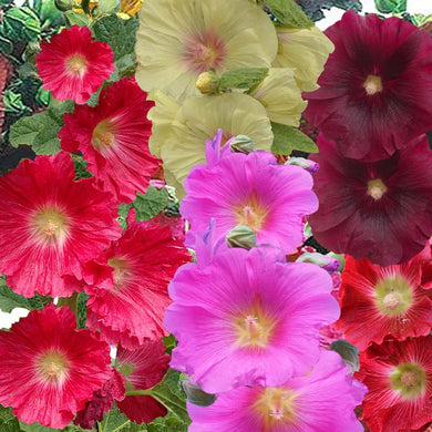 hollyhock single mix - Gardening Plants And Flowers