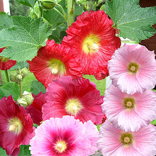Load image into Gallery viewer, hollyhock spring mix - Gardening Plants And Flowers