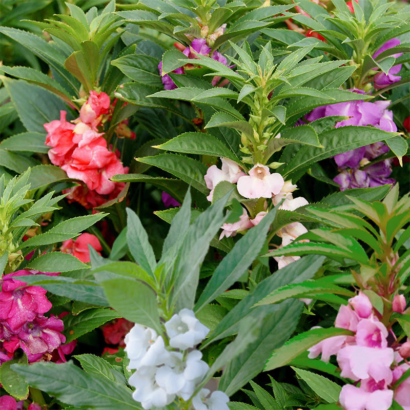 impatiens balsamina - Gardening Plants And Flowers