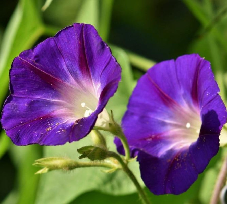 Ipomoea Purpurea Grandpa Ott - Gardening Plants And Flowers