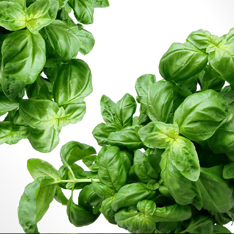 italian basil - Gardening Plants And Flowers