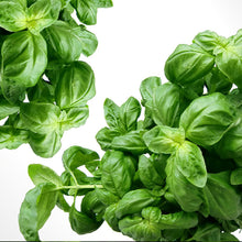 Load image into Gallery viewer, italian basil - Gardening Plants And Flowers