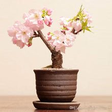 Load image into Gallery viewer, japanese cherry blossom seeds - Gardening Plants And Flowers