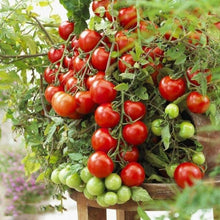 Load image into Gallery viewer, Large Red Cherry Tomato - Gardening Plants And Flowers
