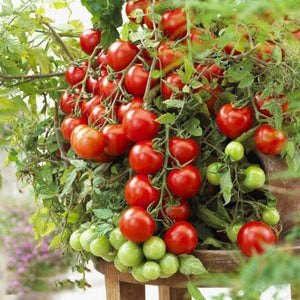 Large Red Cherry Tomato - Gardening Plants And Flowers
