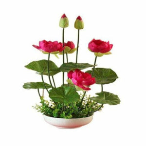 nelumbo nucifera - Gardening Plants And Flowers