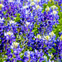 Load image into Gallery viewer, texas bluebonnet seeds - Gardening Plants And Flowers