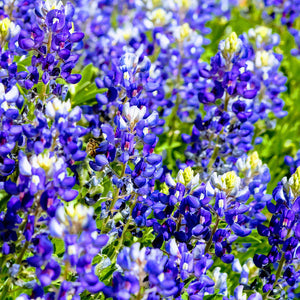 texas bluebonnet seeds - Gardening Plants And Flowers