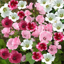 Load image into Gallery viewer, Malope Trifida Mix - Gardening Plants And Flowers
