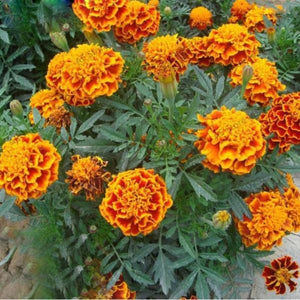 Marigold plants - Gardening Plants And Flowers
