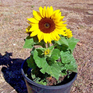 mini sunflower - Gardening Plants And Flowers