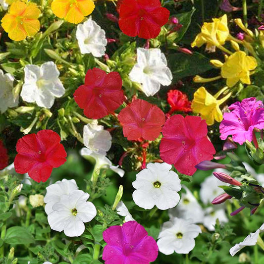 Mirabilis Jalapa - Gardening Plants And Flowers