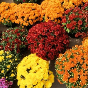 Chrysanthemum Mix - Gardening Plants And Flowers