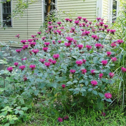 monarda fistulosa - Gardening Plants And Flowers