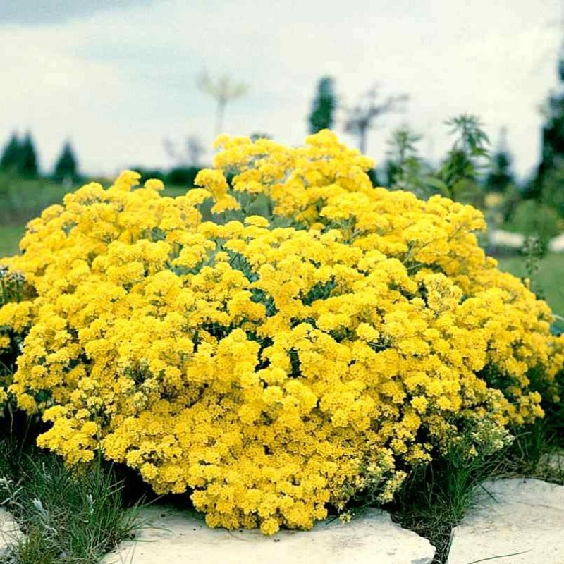 ground cover alyssum - Gardening Plants And Flowers