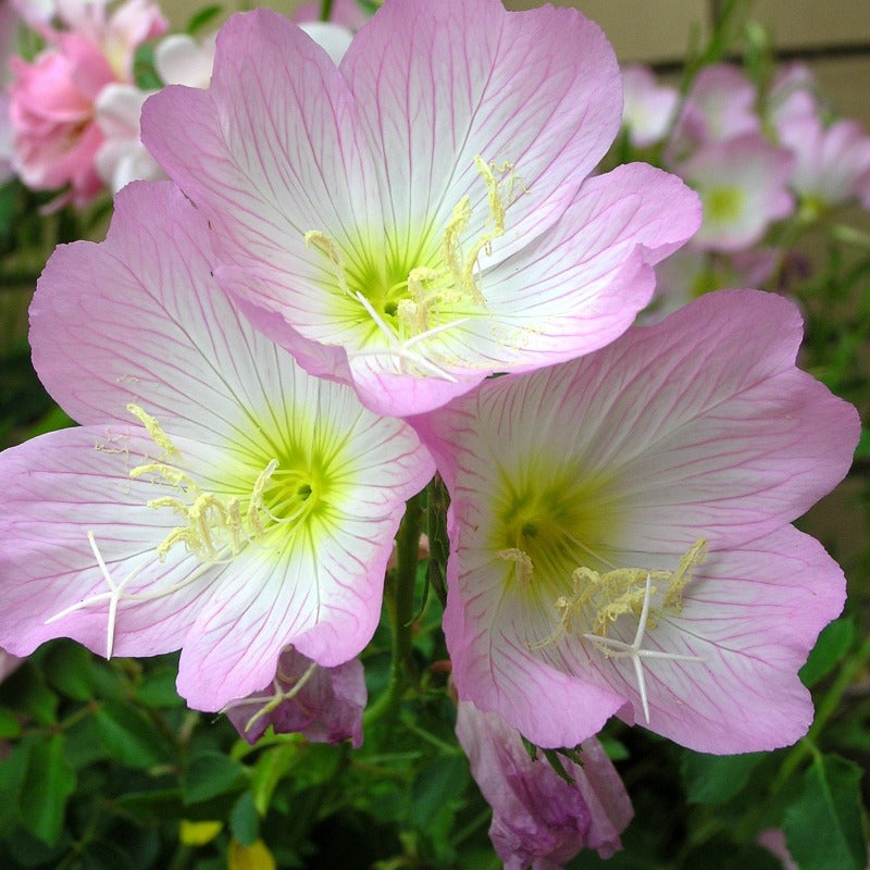 Oenothera Speciosa - Gardening Plants And Flowers