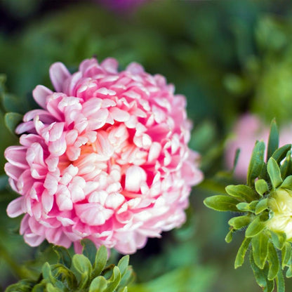 aster flower seeds - Gardening Plants And Flowers