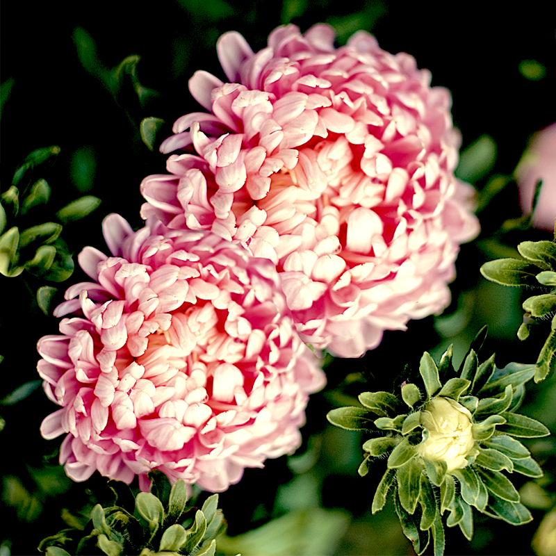 aster peony duchess - Gardening Plants And Flowers