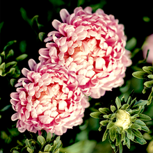 Load image into Gallery viewer, aster peony duchess - Gardening Plants And Flowers