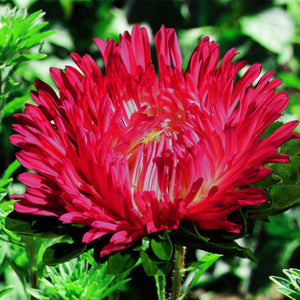 aster peony duchess - Gardening Plants And Flowers