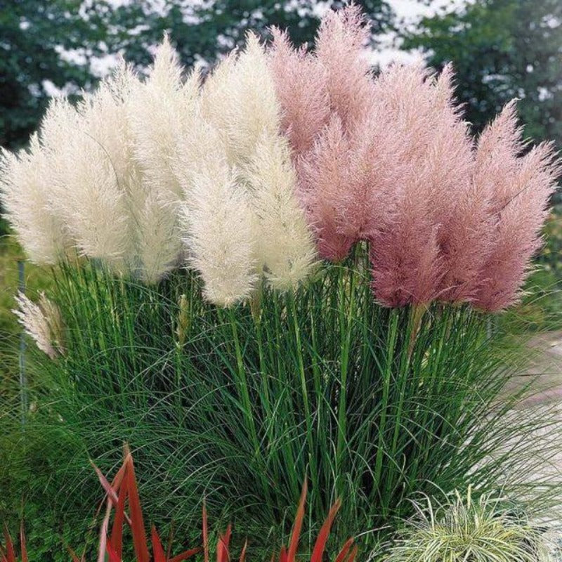 Pampas Grass Mix - Gardening Plants And Flowers