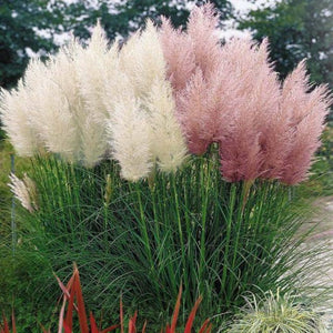 Pampas Grass Mix - Gardening Plants And Flowers