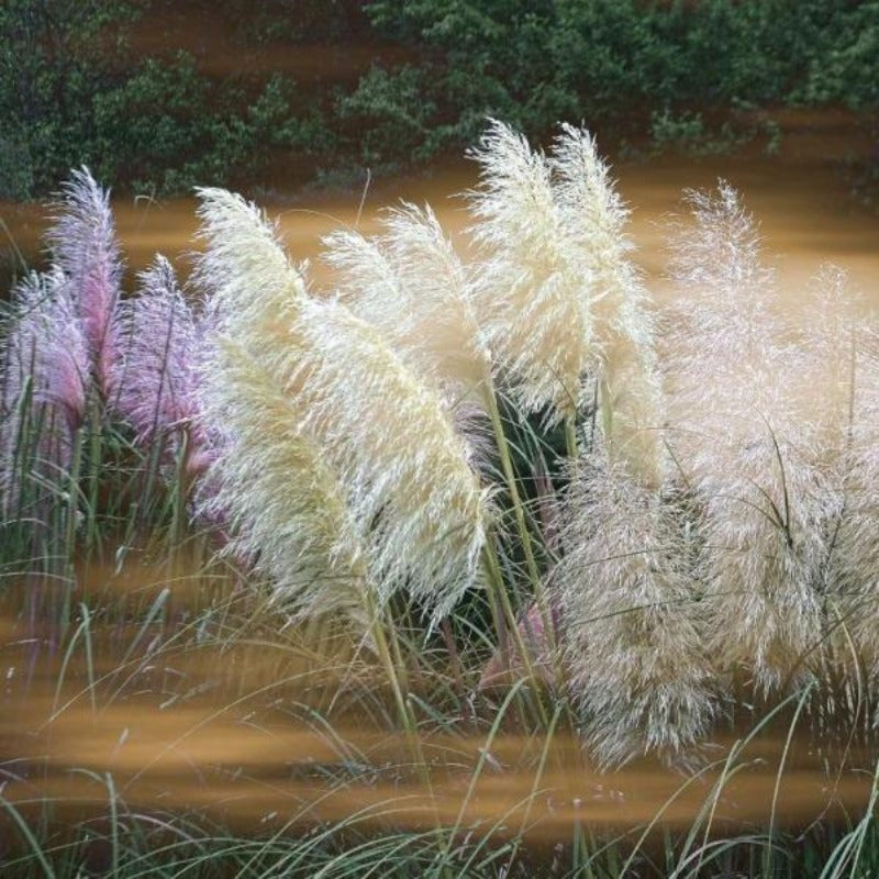 Pampas Grass Mix - Gardening Plants And Flowers