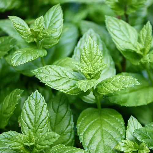 peppermint seeds - Gardening Plants And Flowers