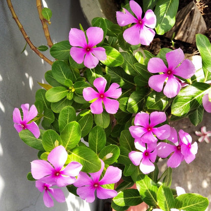 vinca rosea - Gardening Plants And Flowers