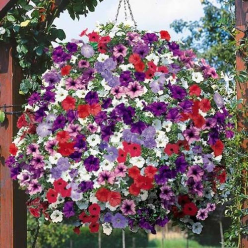 petunia balcony mix - Gardeing Plants And Flowers