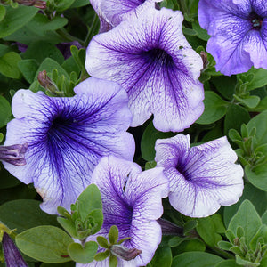 petunia daddy blue - Gardening Plants And Flowers