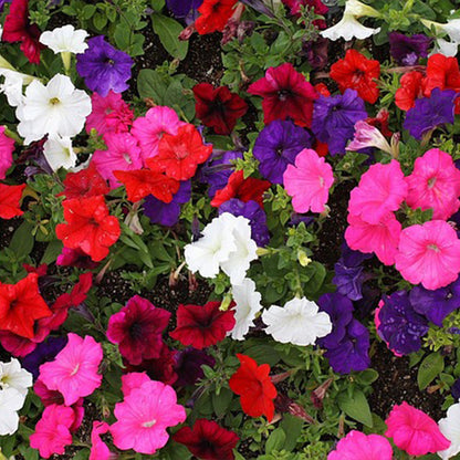 petunia dwarf - Gardening Plants and Flowers