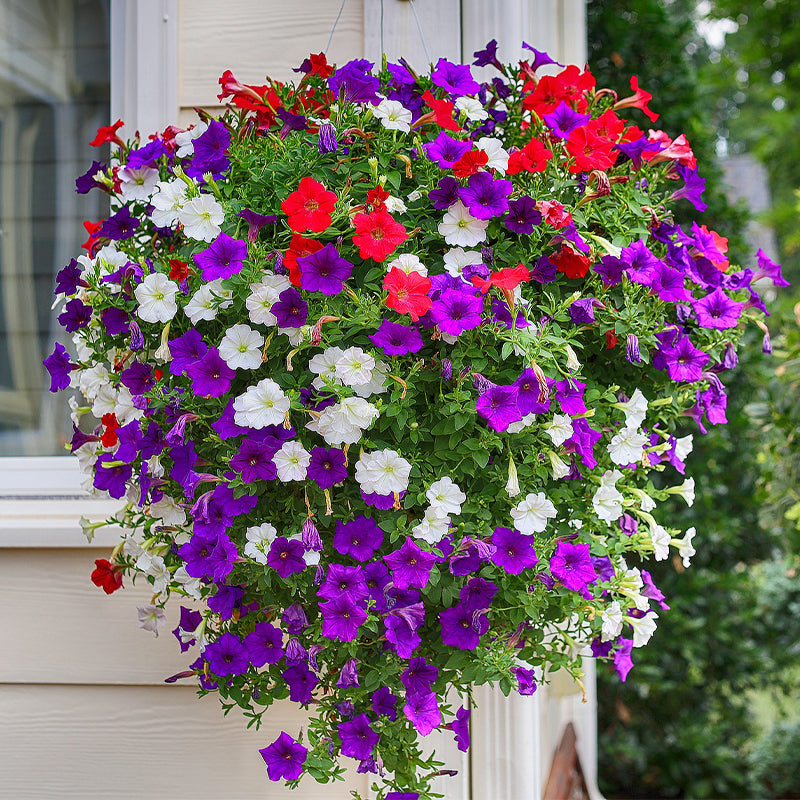 petunia grandiflora - Gardening Plants And Flowers