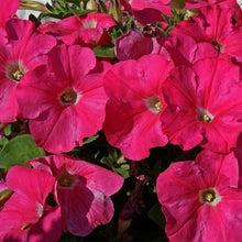 Load image into Gallery viewer, petunia red - Gardening Plants And Flowers