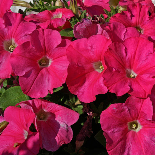 petunia red - Gardening Plants And Flowers