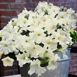 petunia white - Gardening Plants And Flowers