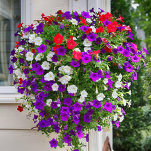 Load image into Gallery viewer, petunia grandiflora - Gardening Plants And Flowers
