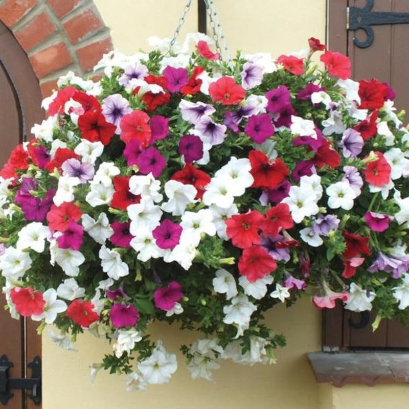 petunia hybrida mix - Gardening Plants And Flowers