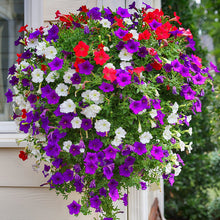 Load image into Gallery viewer, petunia dwarf mix - Gardening Plants And Flowers